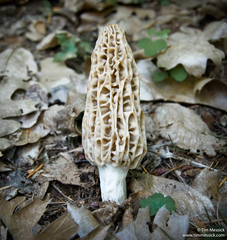 Morchella tridentina