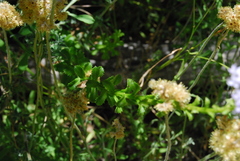 Pseudoselago serrata