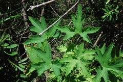 Pelargonium hispidum