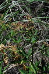 Pelargonium hispidum