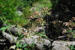 Pelargonium hispidum