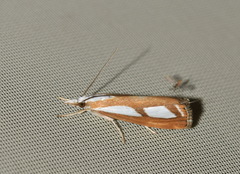 Catoptria permutatellus