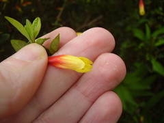 Justicia floribunda