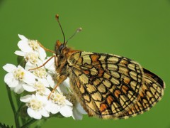 Melitaea parthenoides