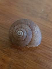 Pommerhelix