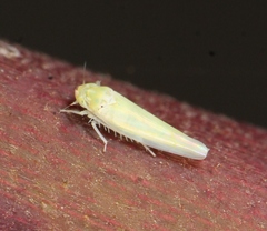 Zygina nivea