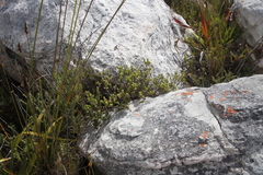 Indigofera candolleana