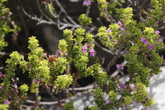 Indigofera candolleana