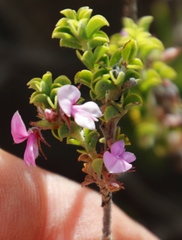 Indigofera candolleana