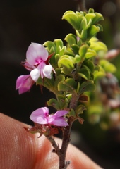 Indigofera candolleana