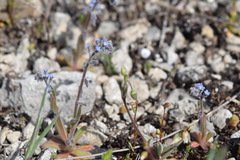 Myosotis refracta