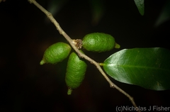 Meiogyne stenopetala