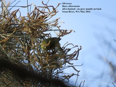 Zosterops lateralis chloronotus