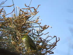 Zosterops lateralis chloronotus