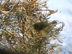 Zosterops lateralis chloronotus