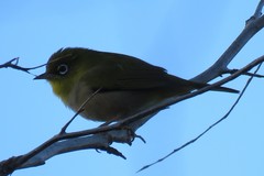 Zosterops lateralis chloronotus
