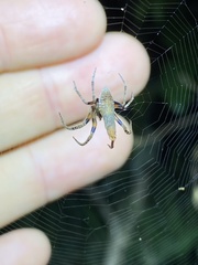Poltys illepidus