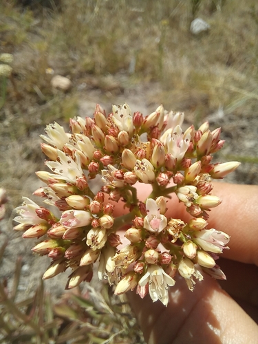 Crassula crenulata