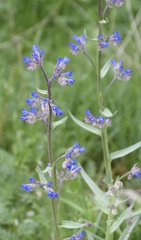 Anchusa leptophylla