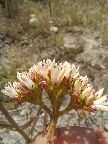 Crassula crenulata