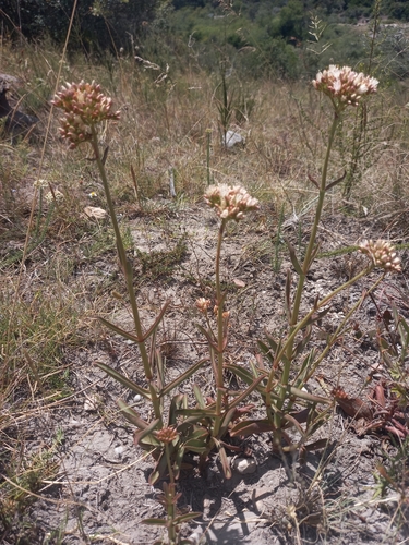 Crassula crenulata