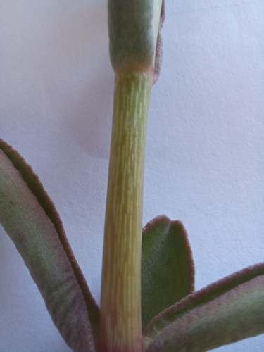 Crassula crenulata