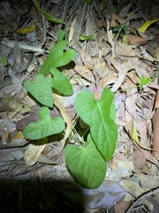 Ipomoea plebeia