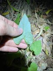 Ipomoea plebeia