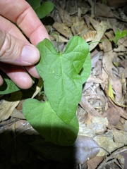 Ipomoea plebeia