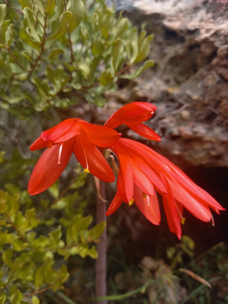 Cyrtanthus fergusoniae, Mossel Bay Local Municipality, South Africa
