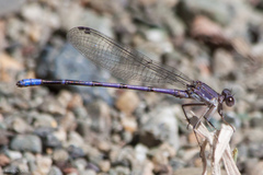 Argia emma