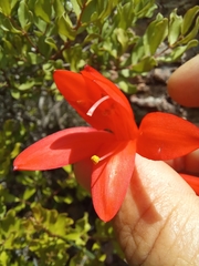 Cyrtanthus fergusoniae