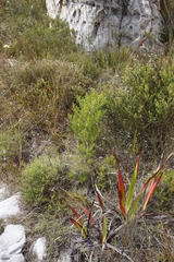 Asparagus lignosus