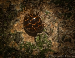 Episcaphula tamburinea