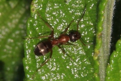 Formica pacifica