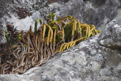 Phlegmariurus gnidioides