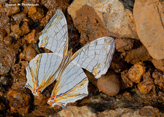 Cyrestis thyodamas indica