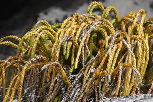 Image of Phlegmariurus gnidioides by (c) Tony Rebelo, some rights reserved (CC BY-SA)