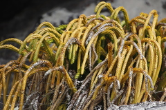 Phlegmariurus gnidioides