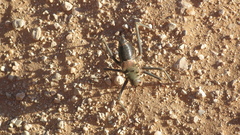 Acanthoplus