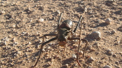 Acanthoplus