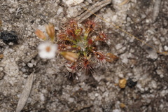 Drosera nitidula