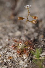 Drosera nitidula