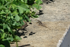 Trachylepis gravenhorstii