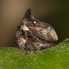 Acanthuchus