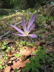 Colchicum lusitanum