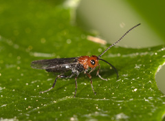 Idiasta minor