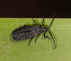 Xylobanus