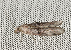 Nephopterix angustella
