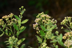 Pluchea tomentosa